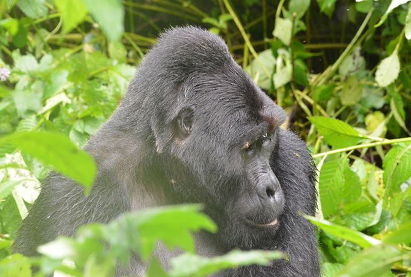 10 Days Cheap Gorilla Trekking Uganda & Wildlife