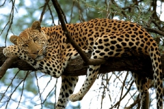 Leopard-in-Africa