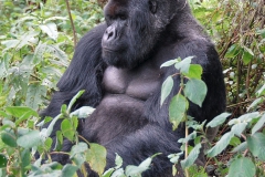 gorilla4