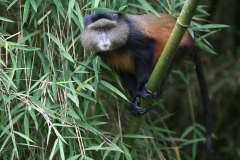 Golden Monkey Bamboo