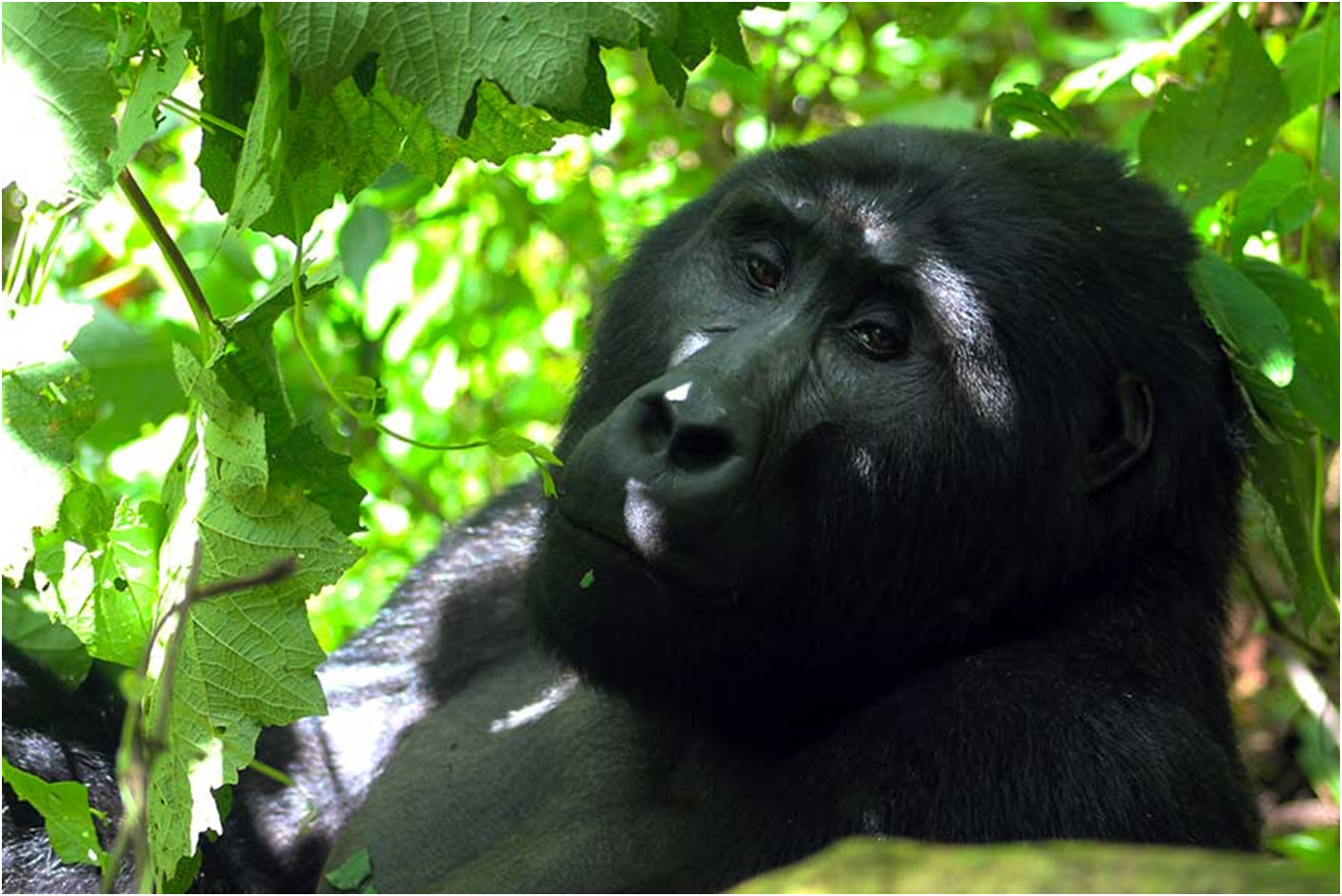 3 days Bwindi Gorilla Safari