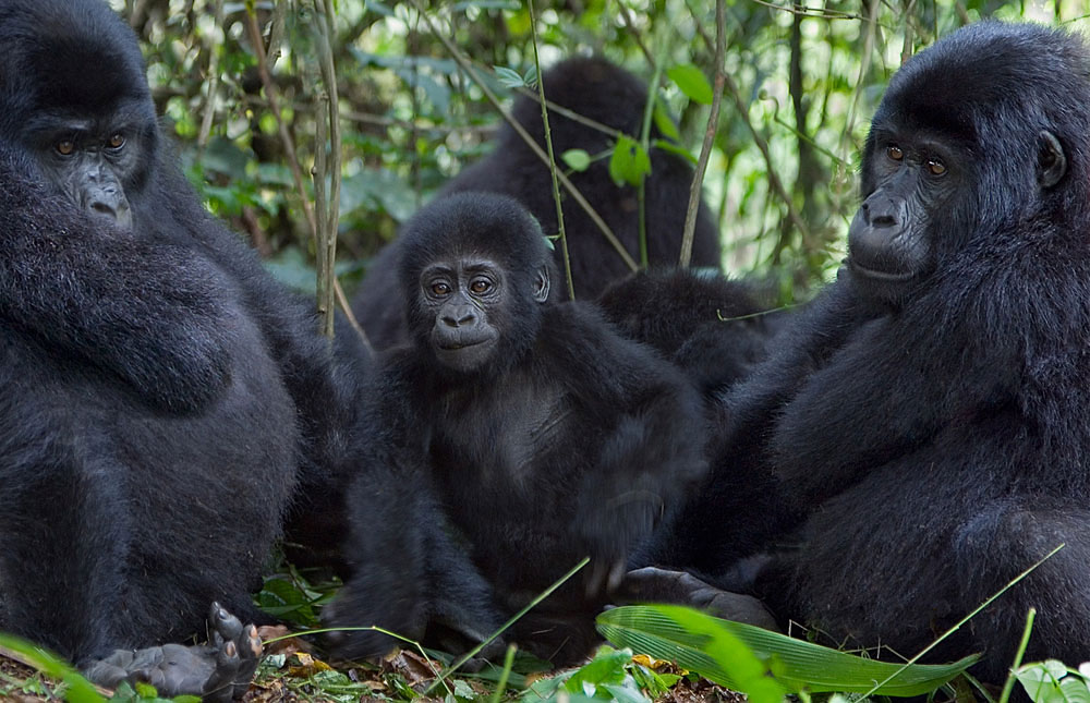 04 days Gorilla Trekking Tour