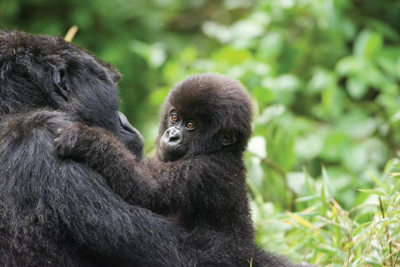 05 days Uganda Gorillas & Wildlife