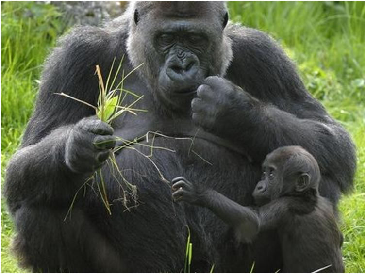 6 Days Congo Gorillas Encounter