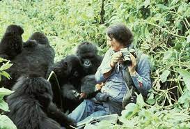 3 Days Gorillas & Dian Fossey Hike