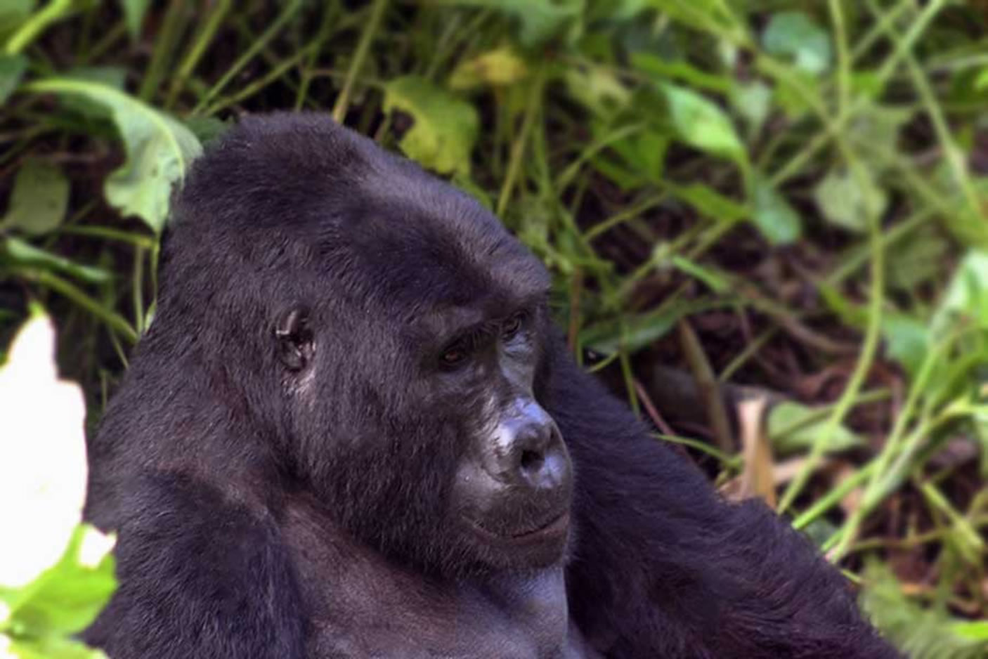 05days Wildlife & Gorillas Rwanda