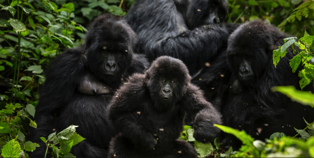 1 Day Rwanda Gorilla Tour