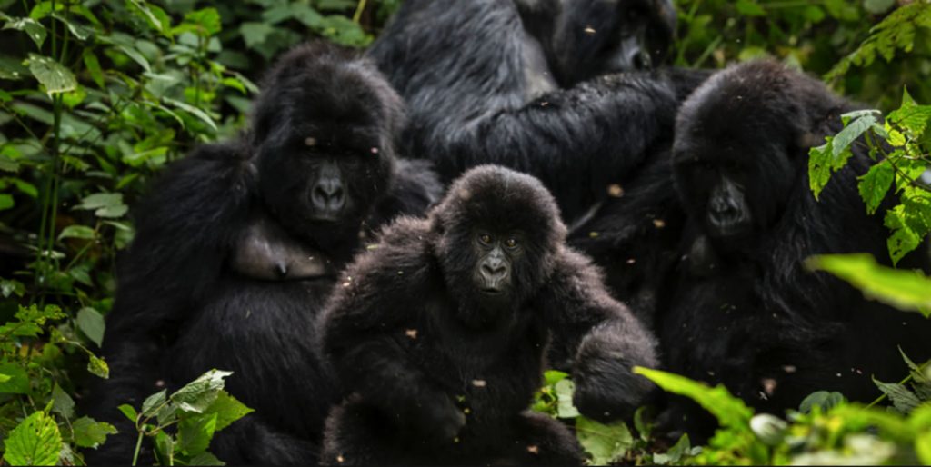 1 Day Uganda Gorilla Tour