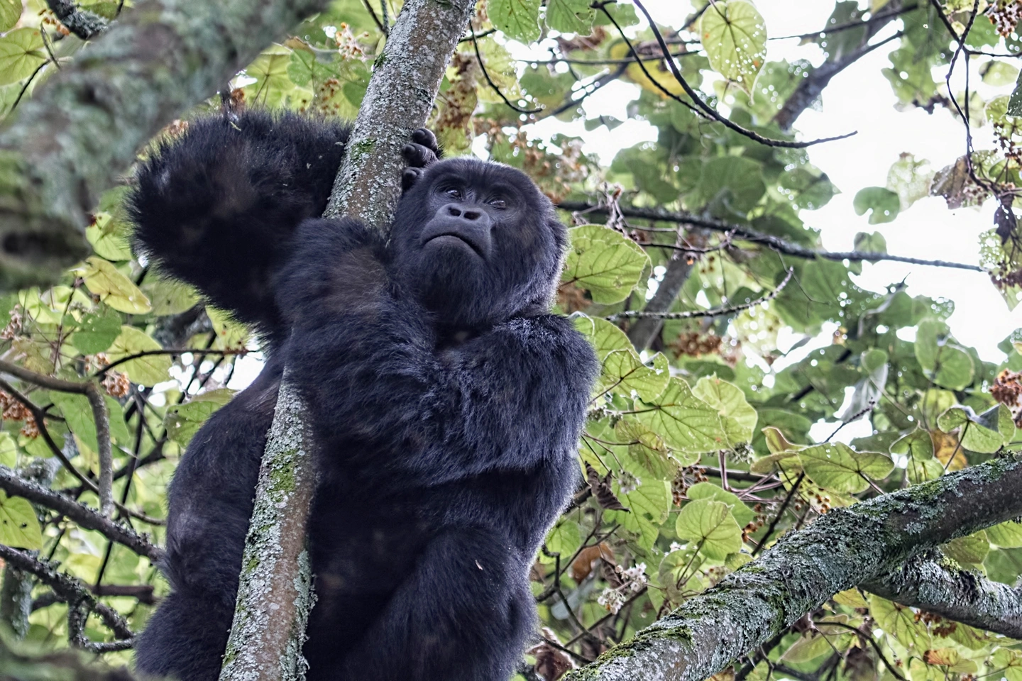 Gorilla Trekking