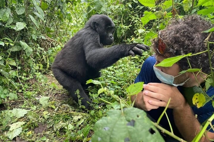 Rwanda Gorilla Safari