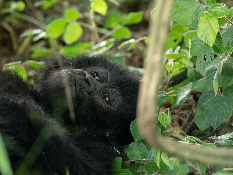 Uganda Gorilla Trekking