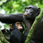 chimpanzee-tracking