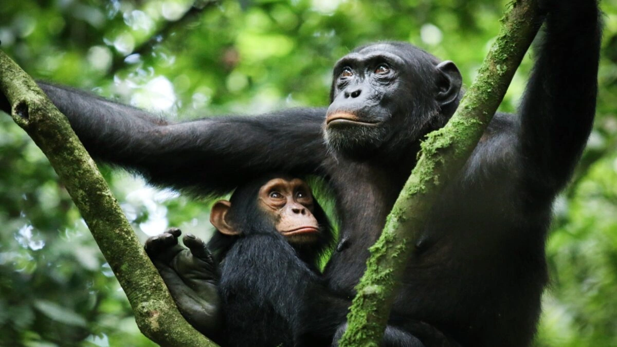 Chimpanzee Tracking