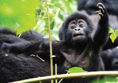 Uganda Gorilla Trekking Experience