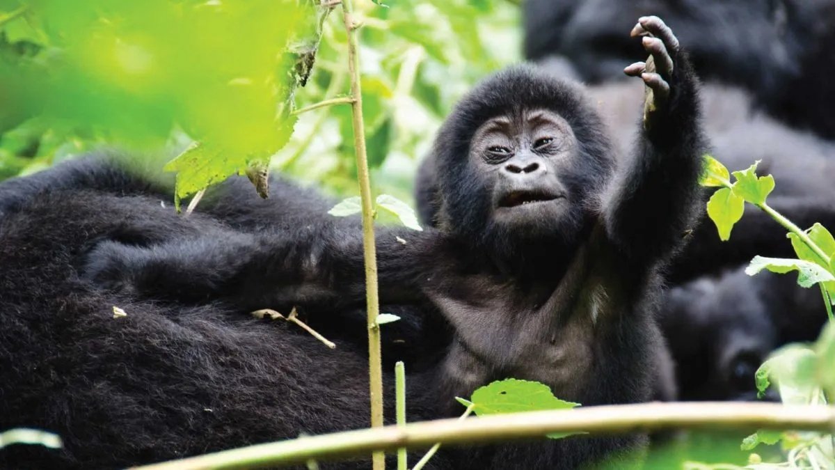 Uganda Gorilla Trekking Experience