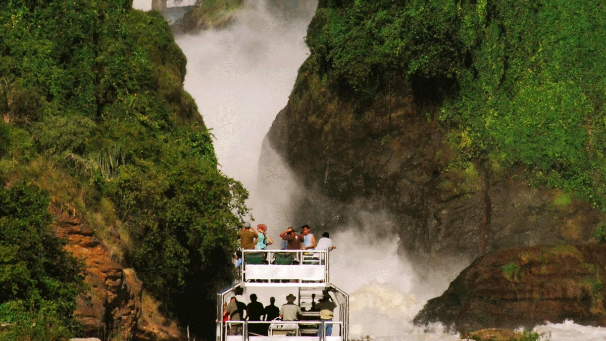 Uganda Safari Experiences