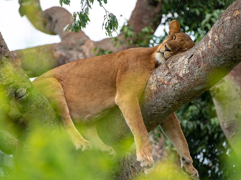 Tree Climbing Lions