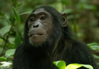 Chimpanzee Tracking in Kibale National Park