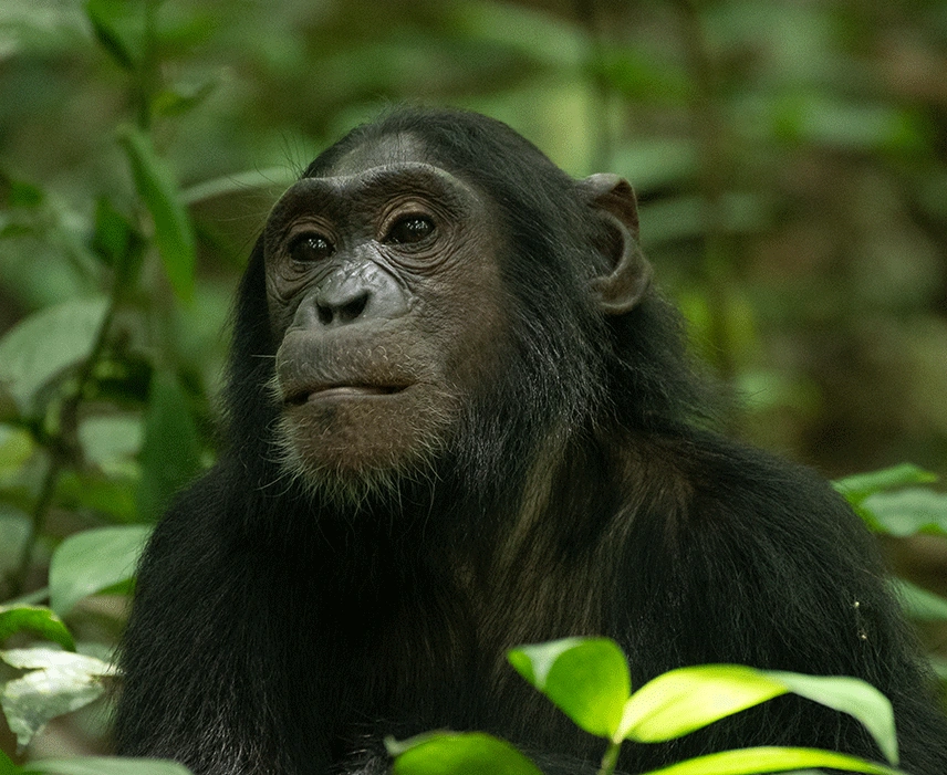 Chimpanzee Tracking in Kibale National Park
