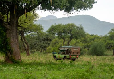 Combining Gorilla Safari with Chimpanzees in Uganda