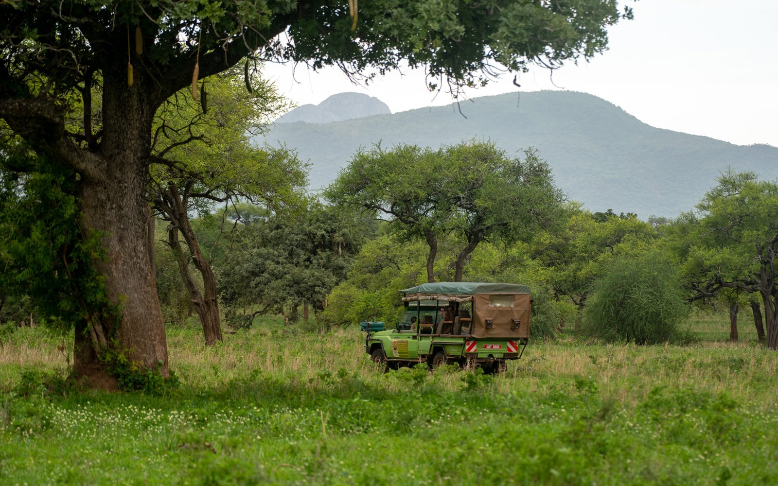 Combining Gorilla Safari with Chimpanzees in Uganda