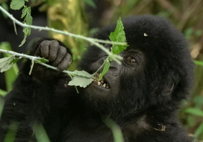 How is Gorilla Trekking in Buhoma