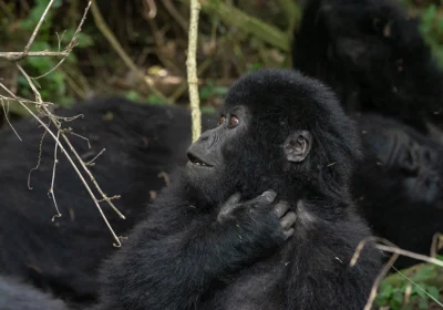 gorilla-trekking-experiences-in-uganda