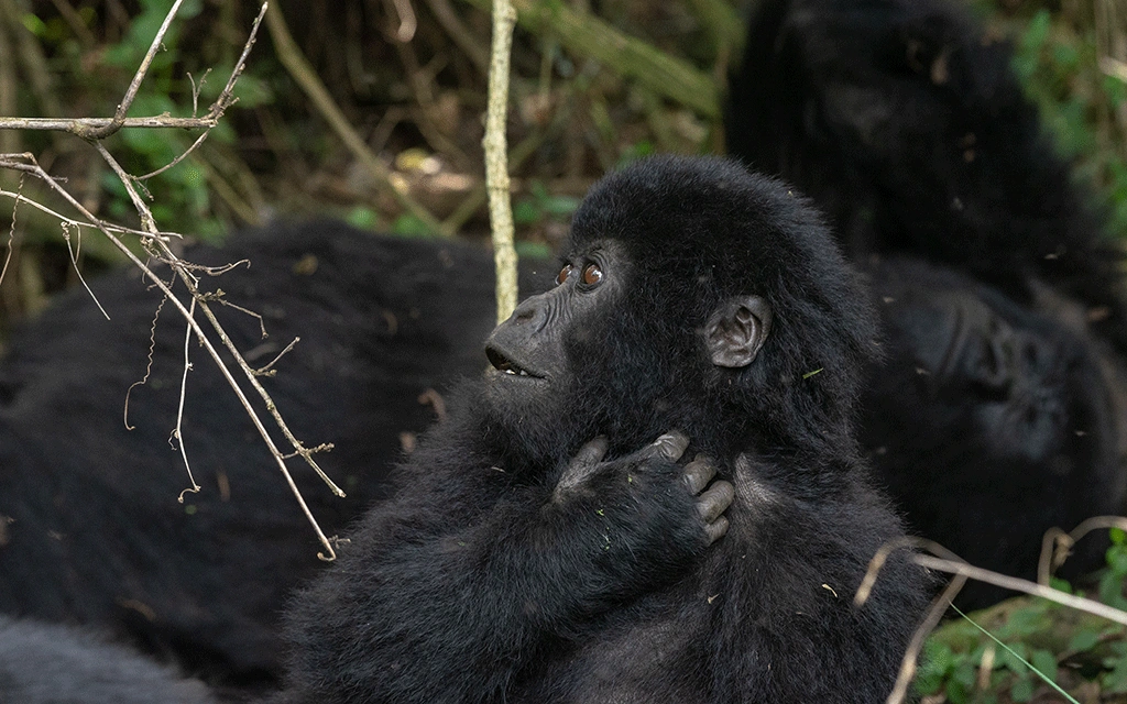 gorilla-trekking-experiences-in-uganda