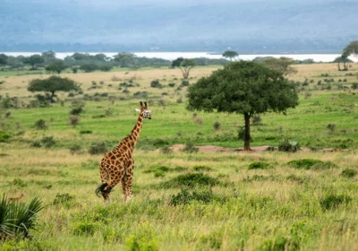 Game drive in Uganda, what to expect