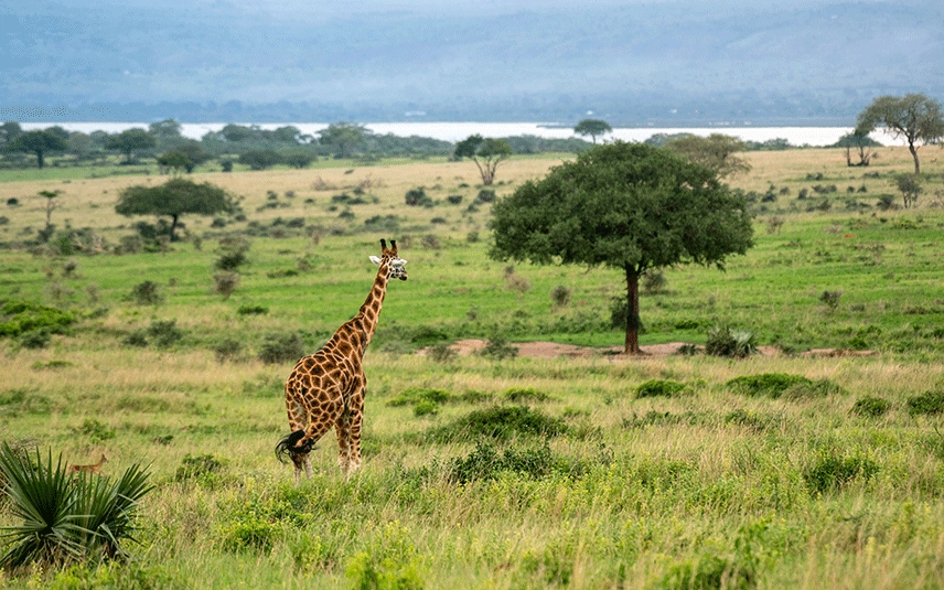 Game drive in Uganda, what to expect