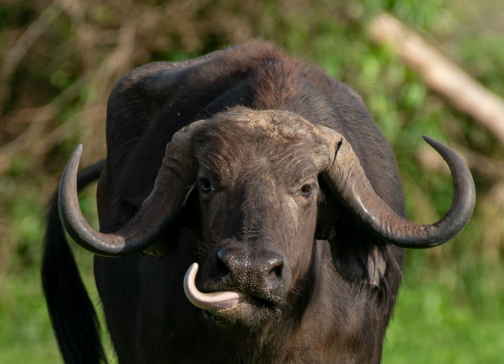 Big Five Mammals